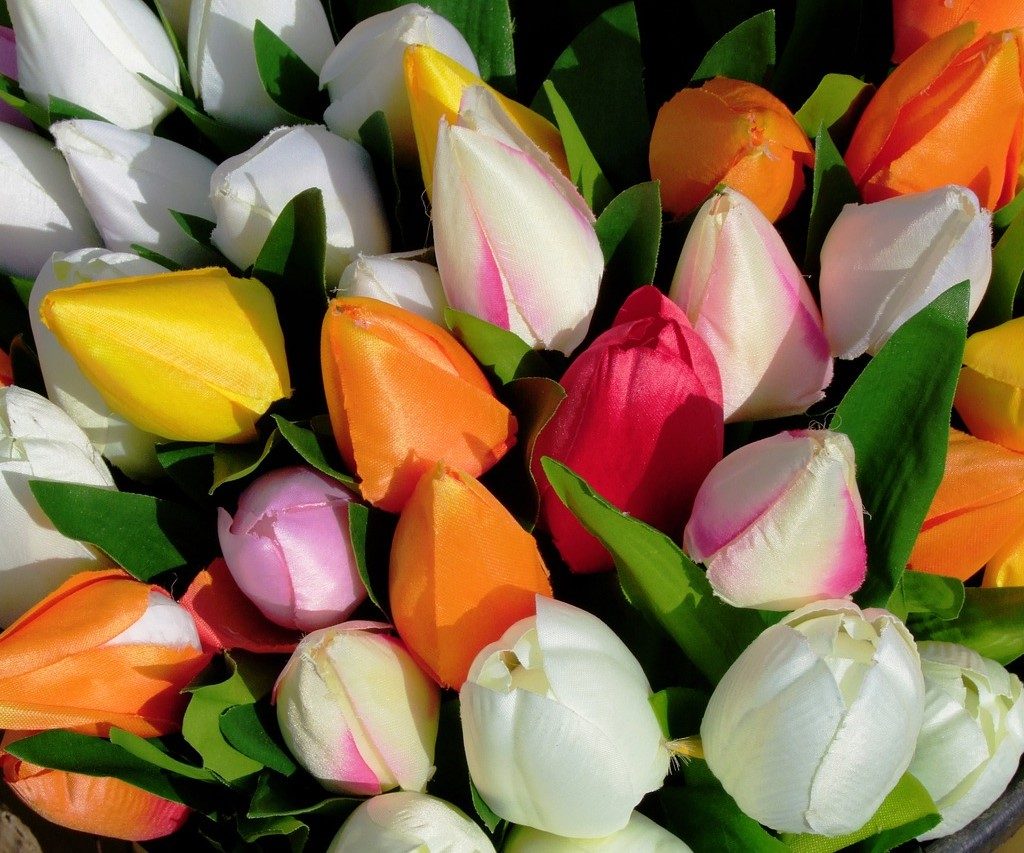 Silk tulips