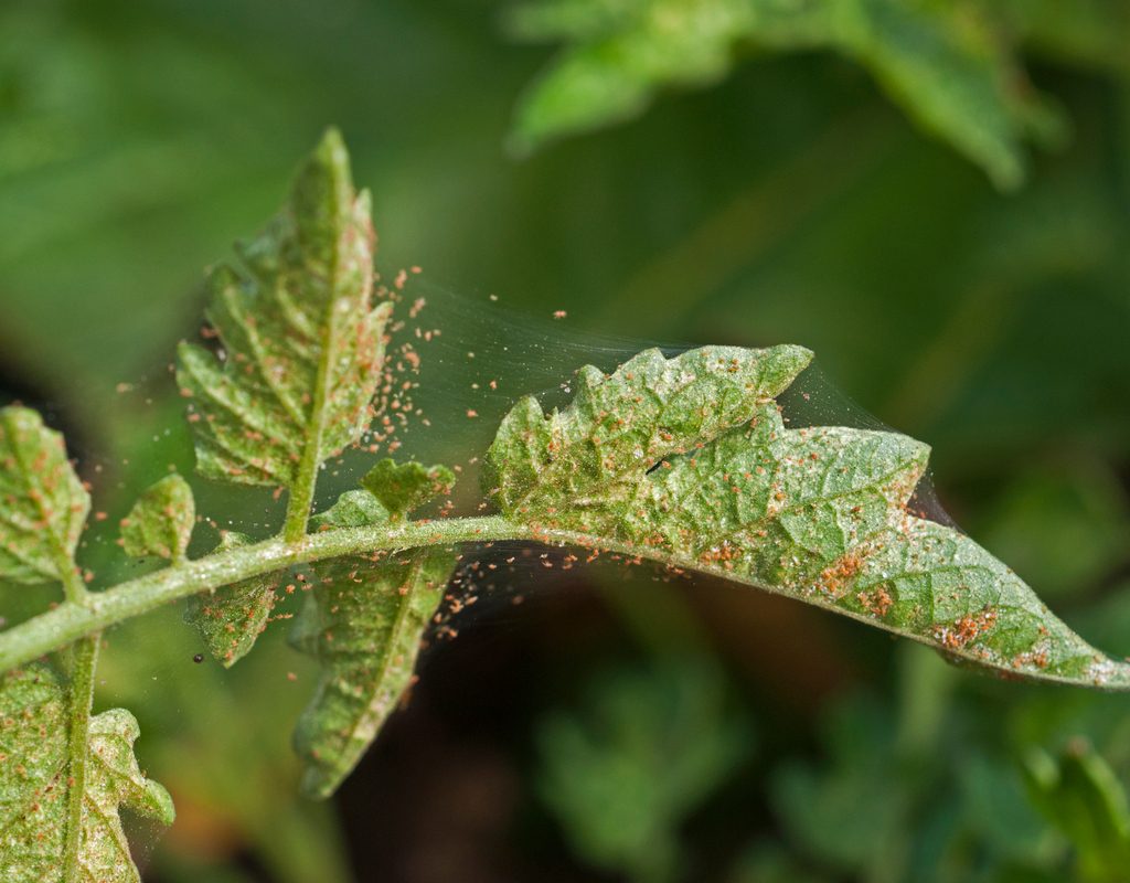spider mites on a tomato leaf