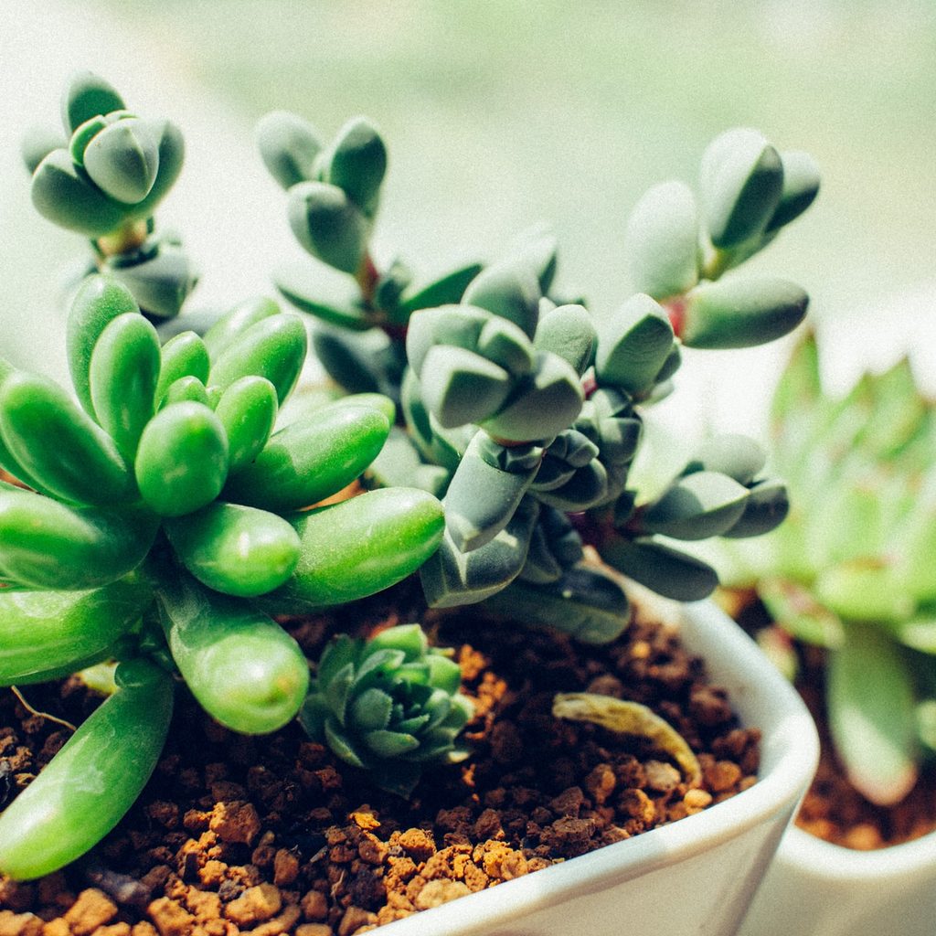 Succulents in white pots in front of a sunny window