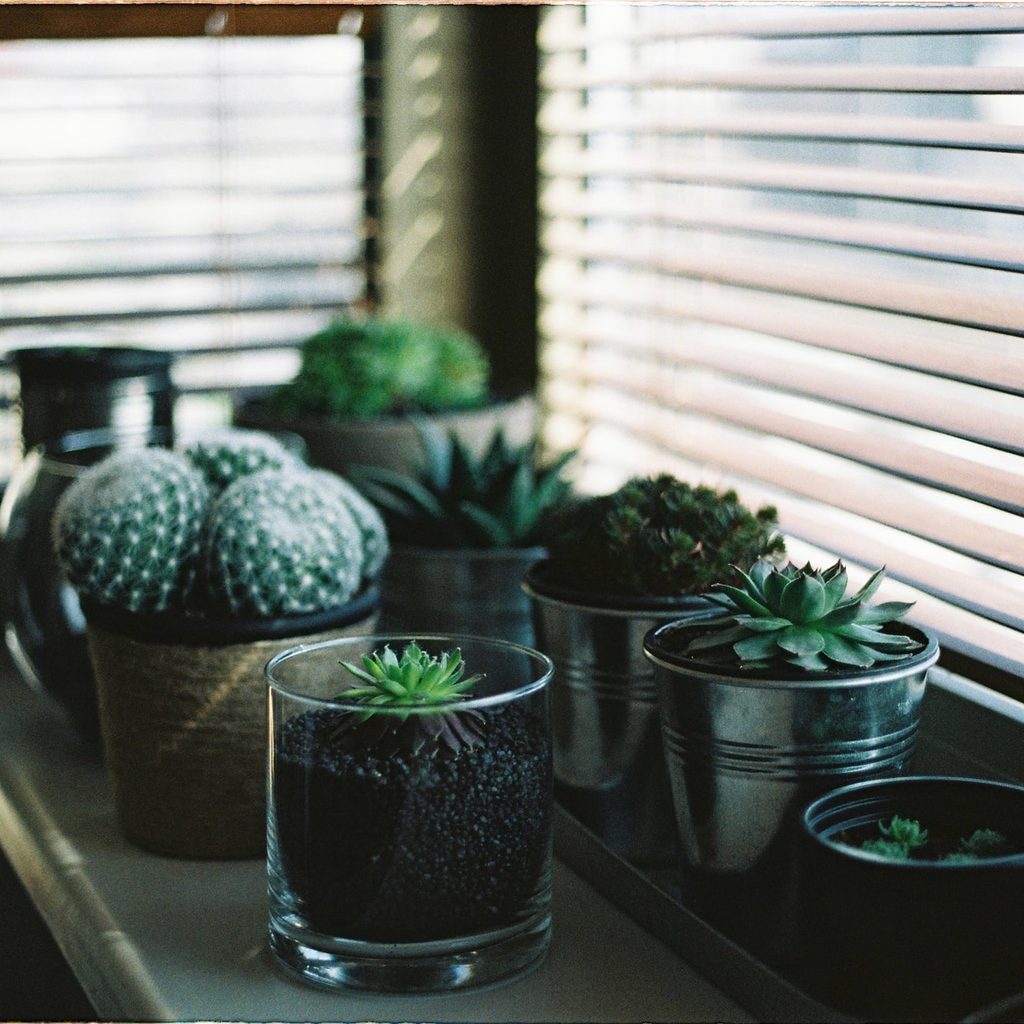 An assortment of small succulents sitting on a window sill. The window blinds are down and the succulents are shaded.