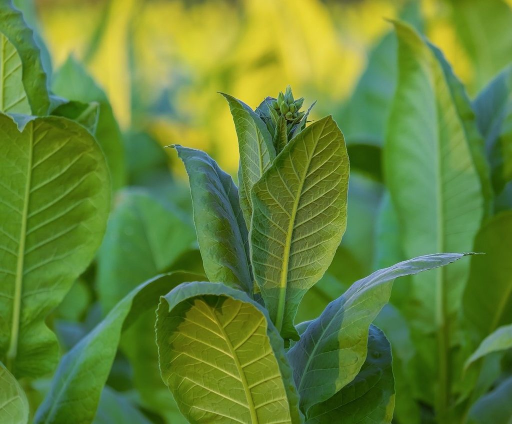 Tobacco plants growing in a field
