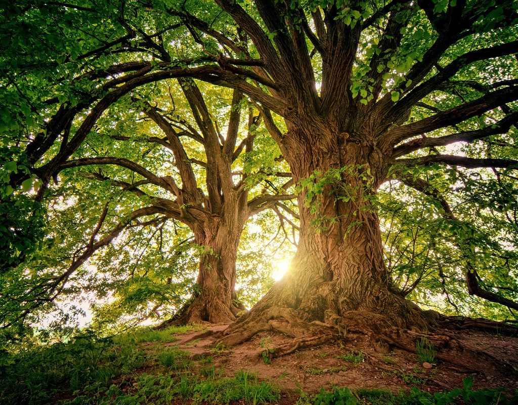 two big trees backlit by sunshine