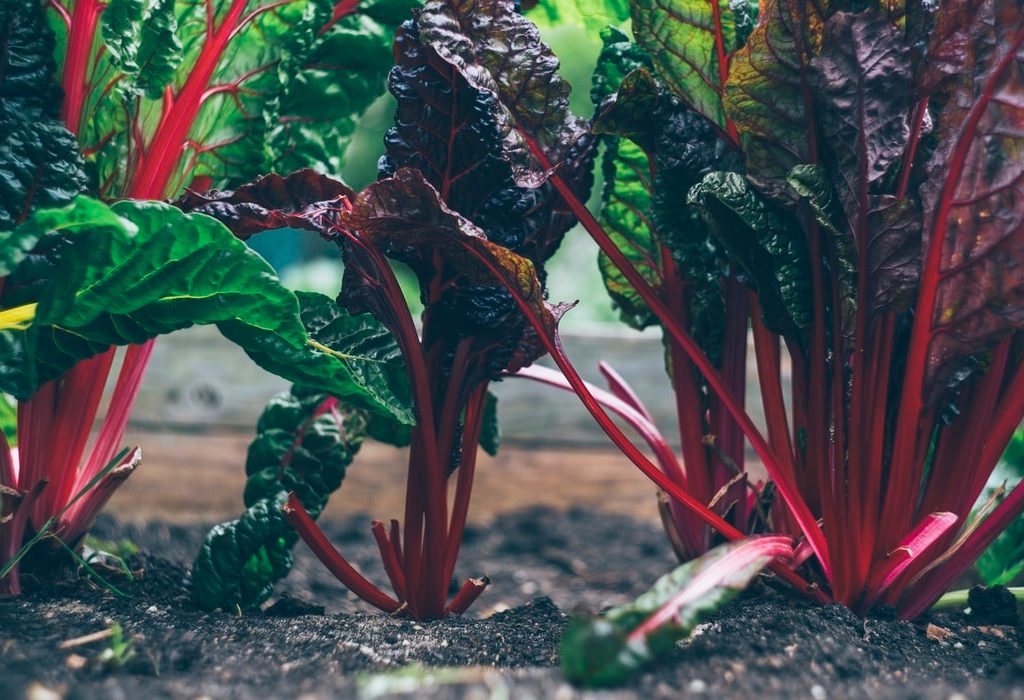 Vegetables in a garden