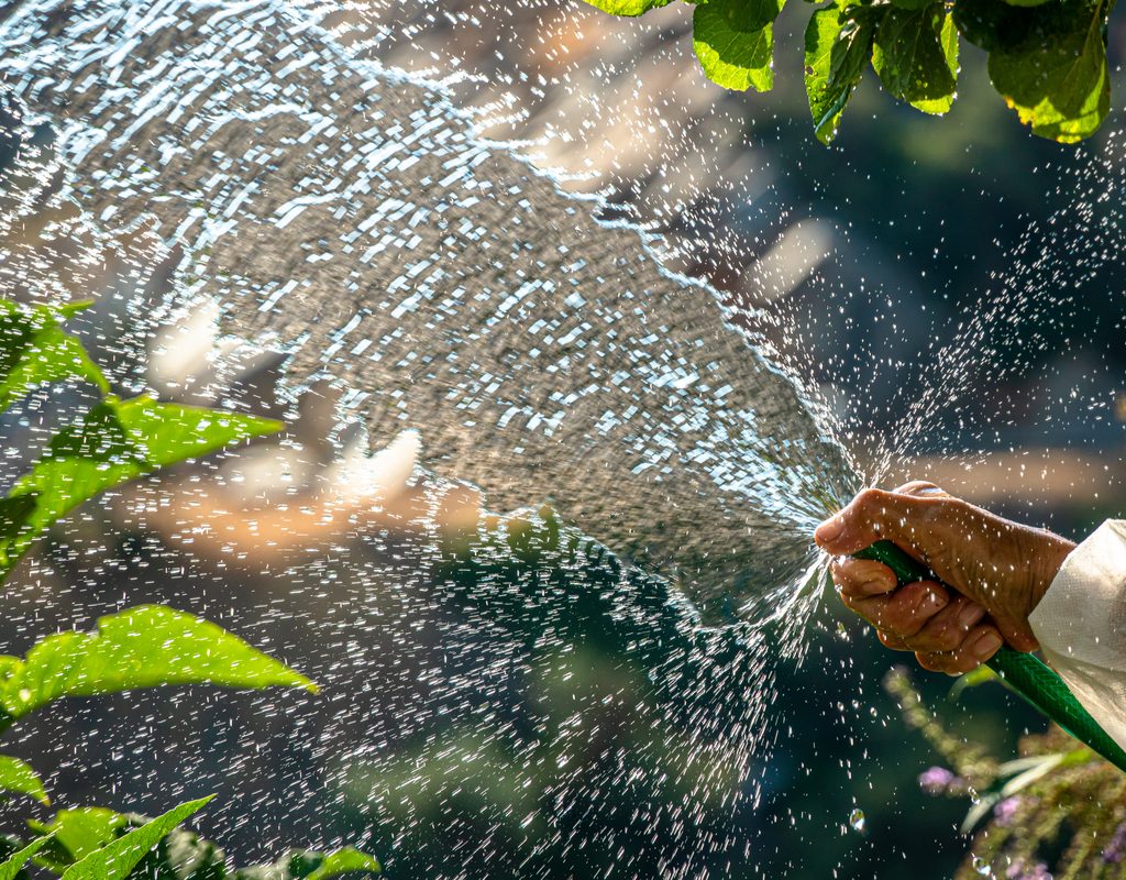 A person holding a watering hose up, spraying water in an arc.