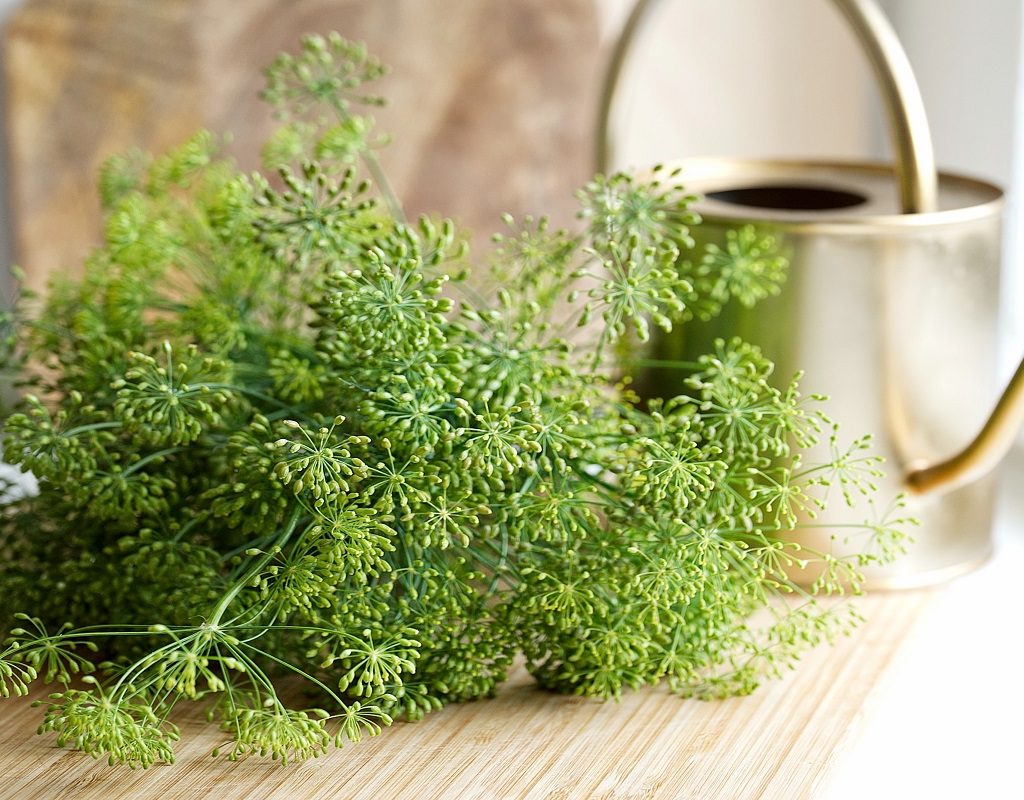 Metal watering can next to greenery
