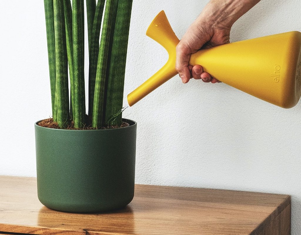 A person watering a snake plant