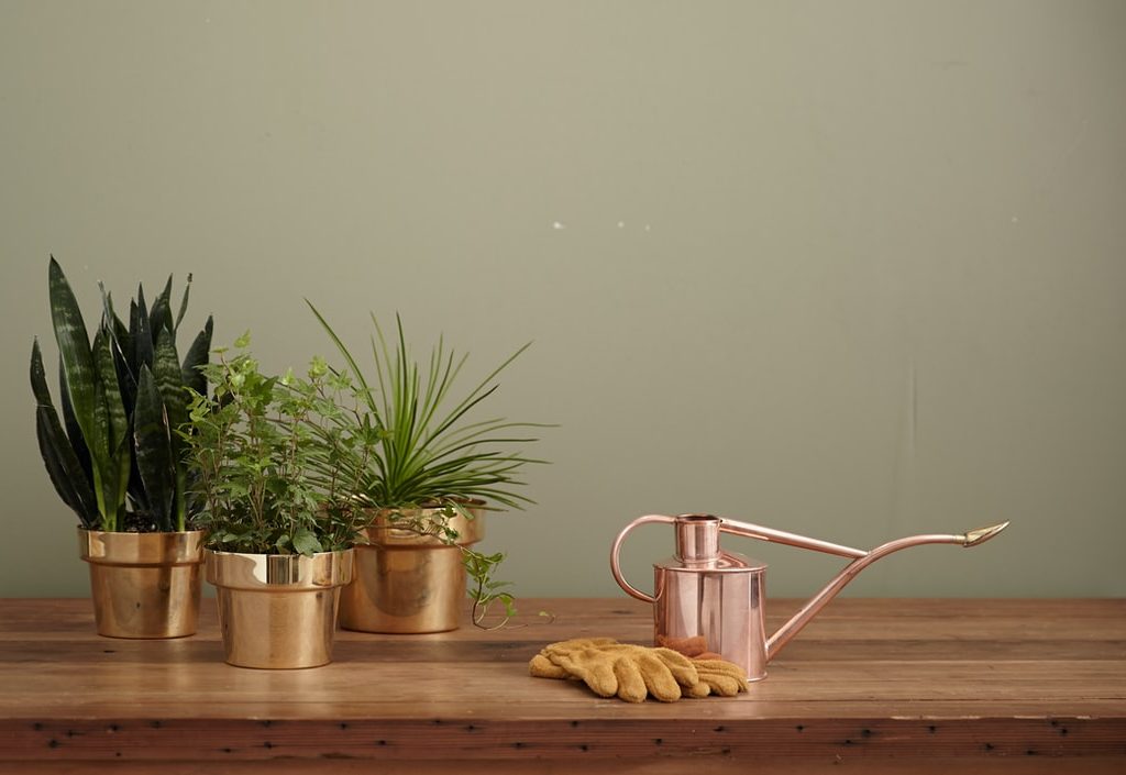 Watering can and plants