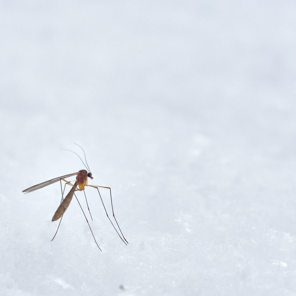 Mosquito