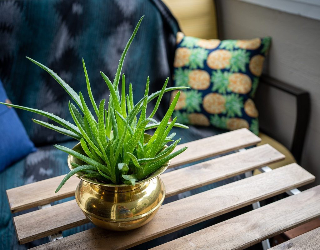 Young aloe vera in a pot