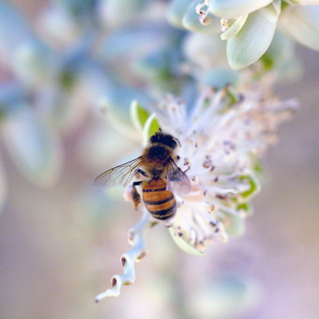 honey bee pollinating