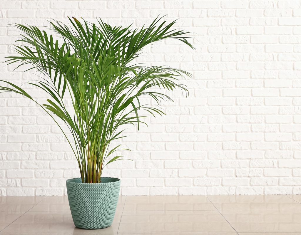 Areca palm