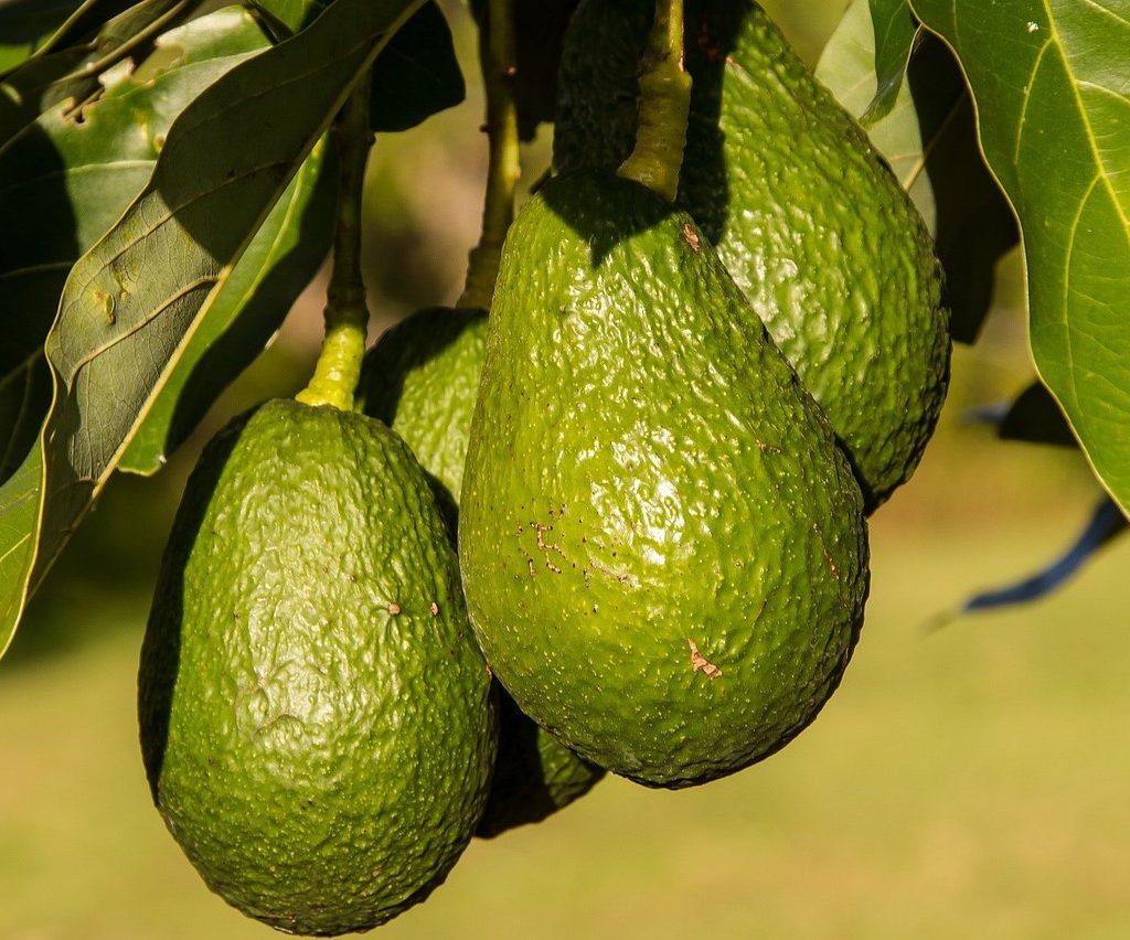 Several avocados on a branch