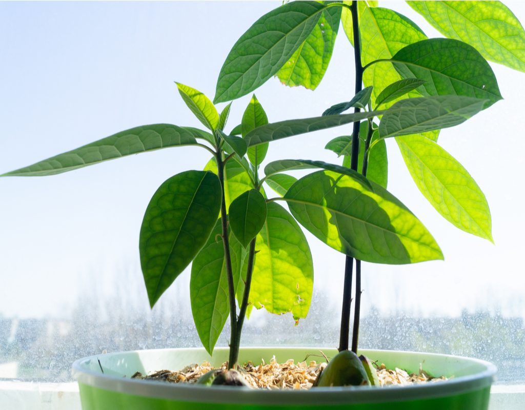 Two avocado seedlings in a pot