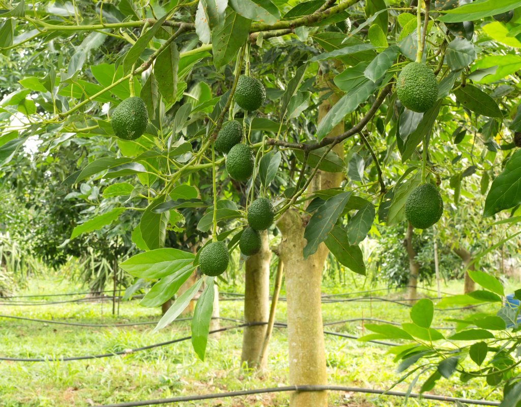 A row of avocado trees full of avocados