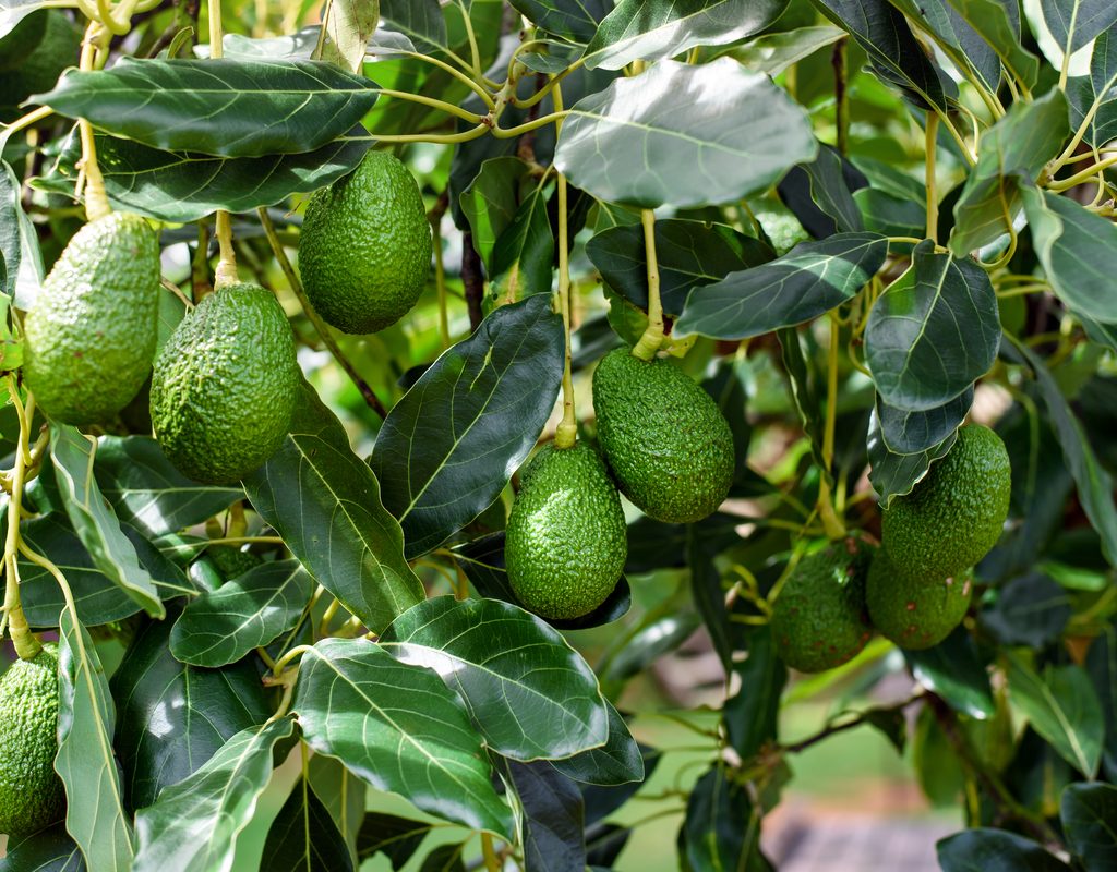 An avocado tree with many avocados