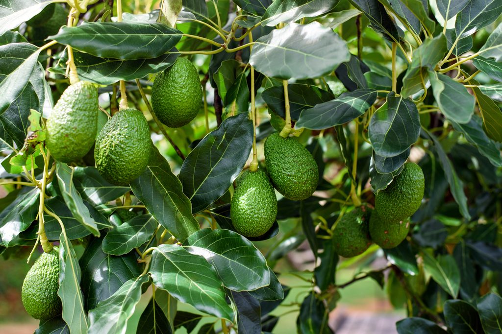 An avocado tree with many avocados