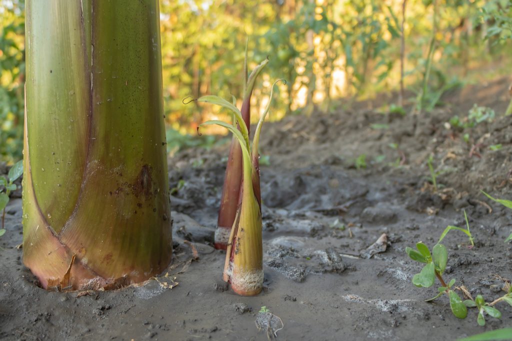 Mature banana tree with a small sucker or pup next to it