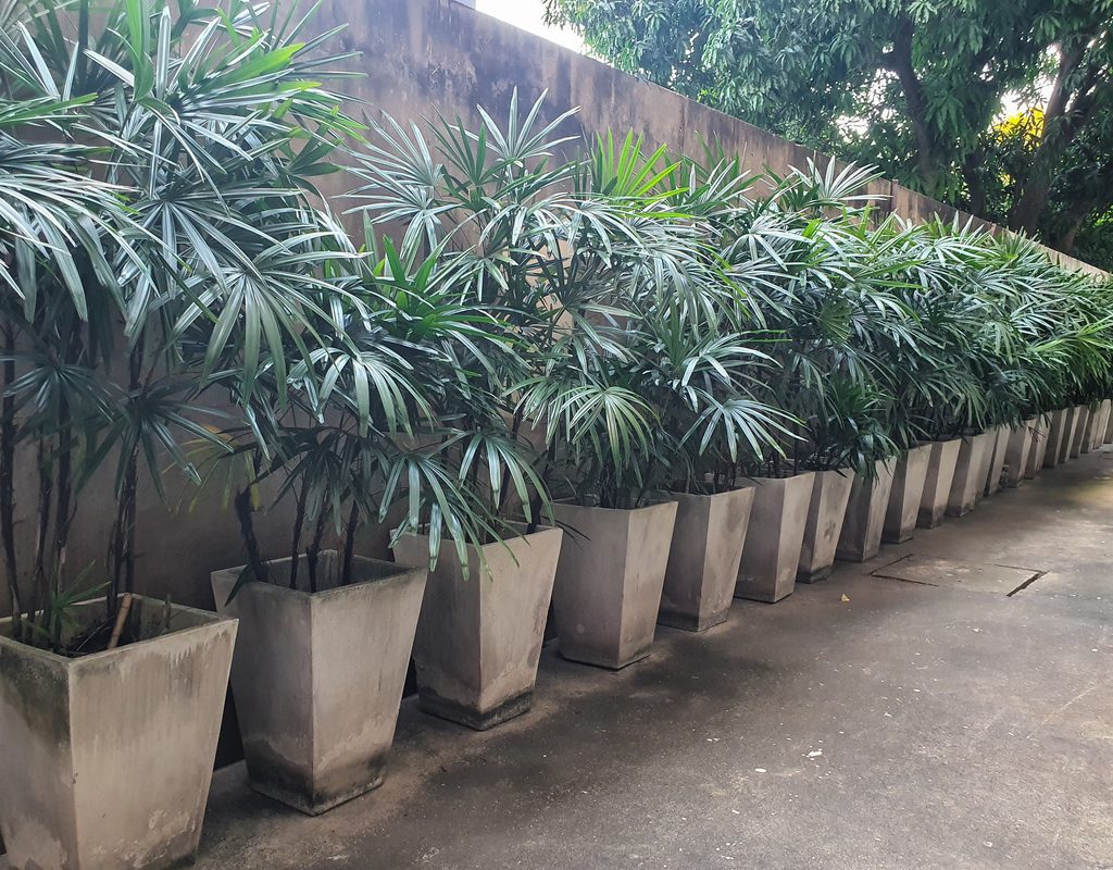 A line of broadleaf lady palms in gray pots
