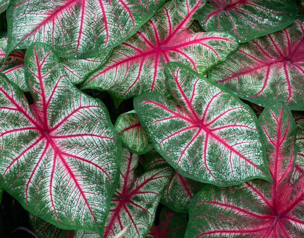 Close up of caladium leaves