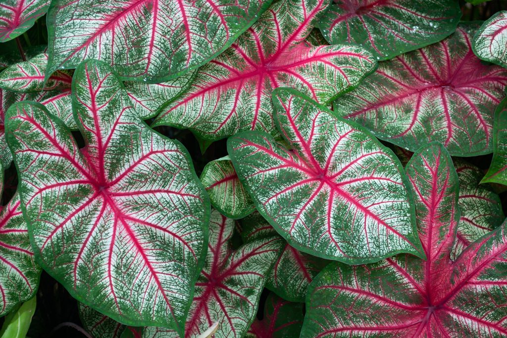 Green and pink caladium leaves
