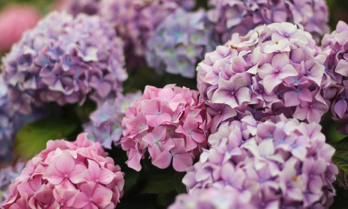 pink hydrangea bush