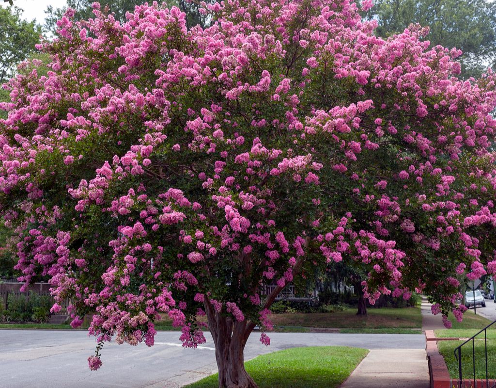 A crepe myrtle in full bloom with pink flowers.