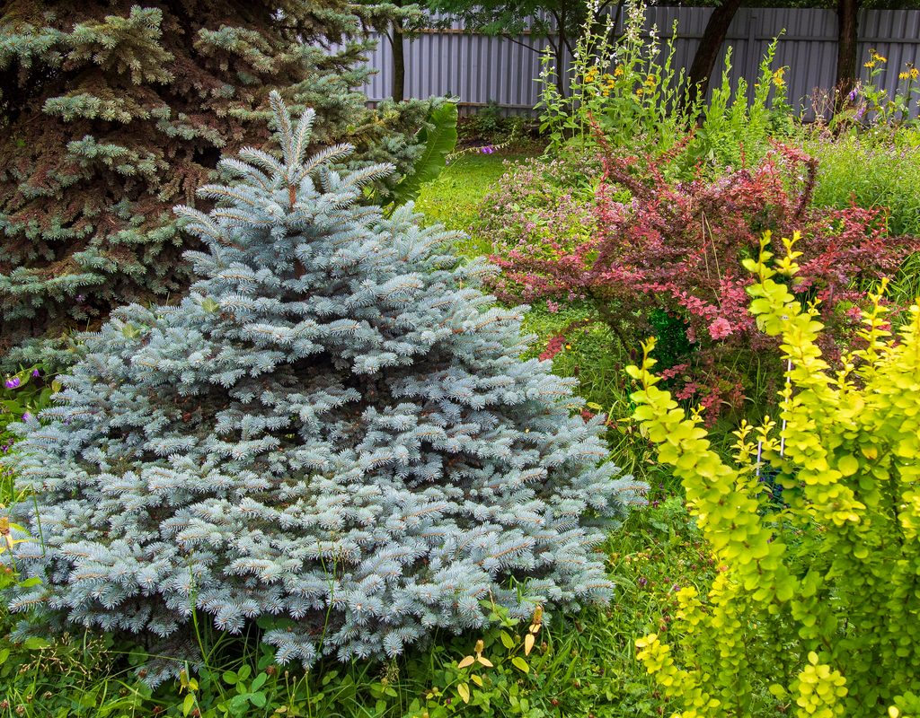 dwarf blue spruce in a garden