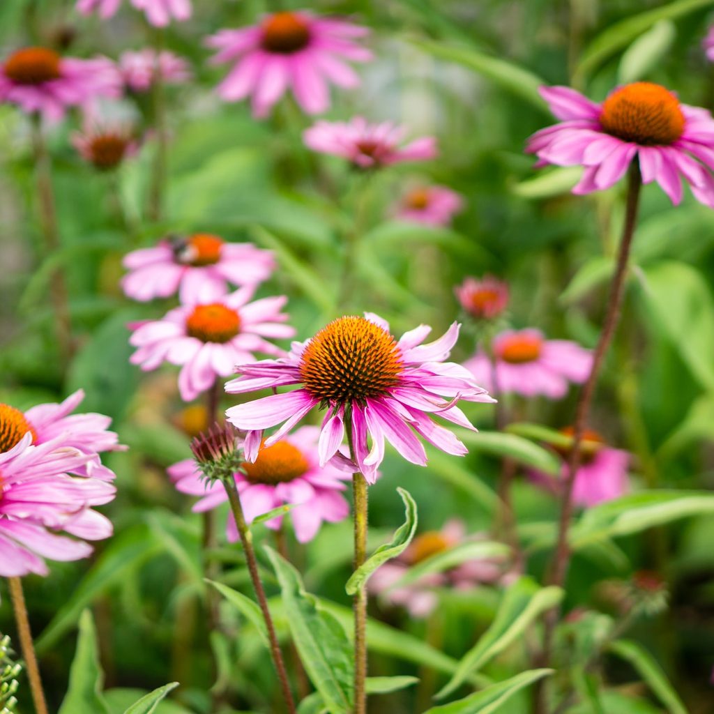 cone flowers for rain garden