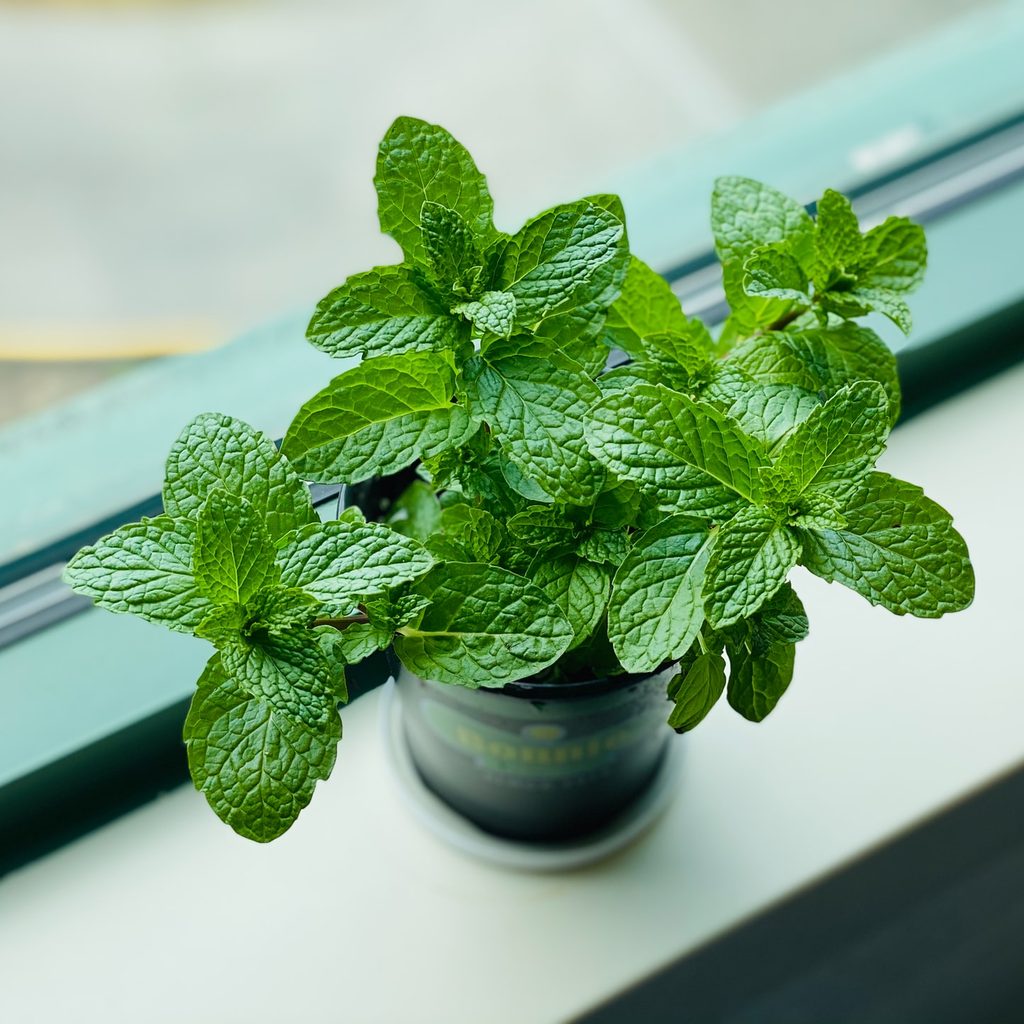 Mint growing in a cup