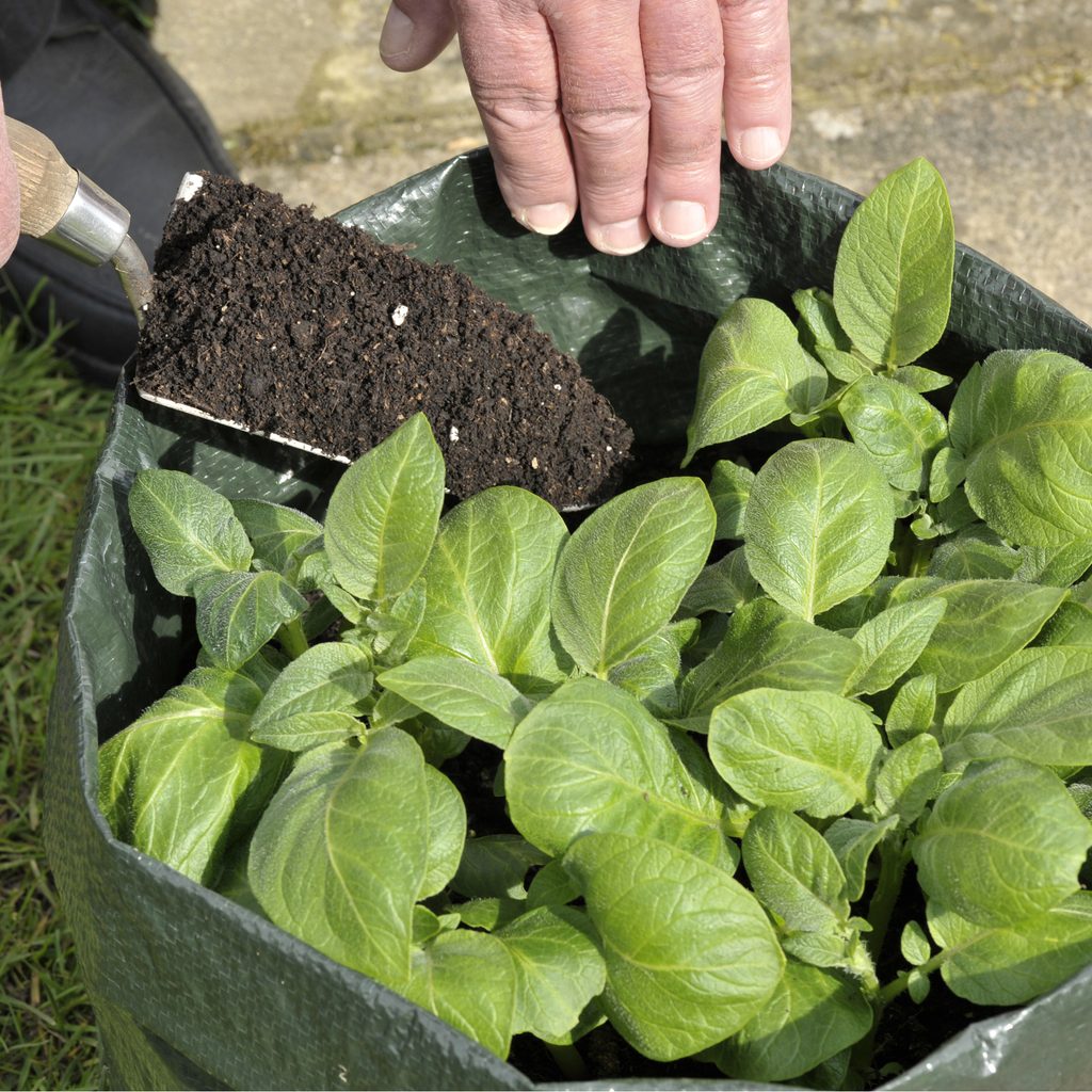 Potatoes growing in a container