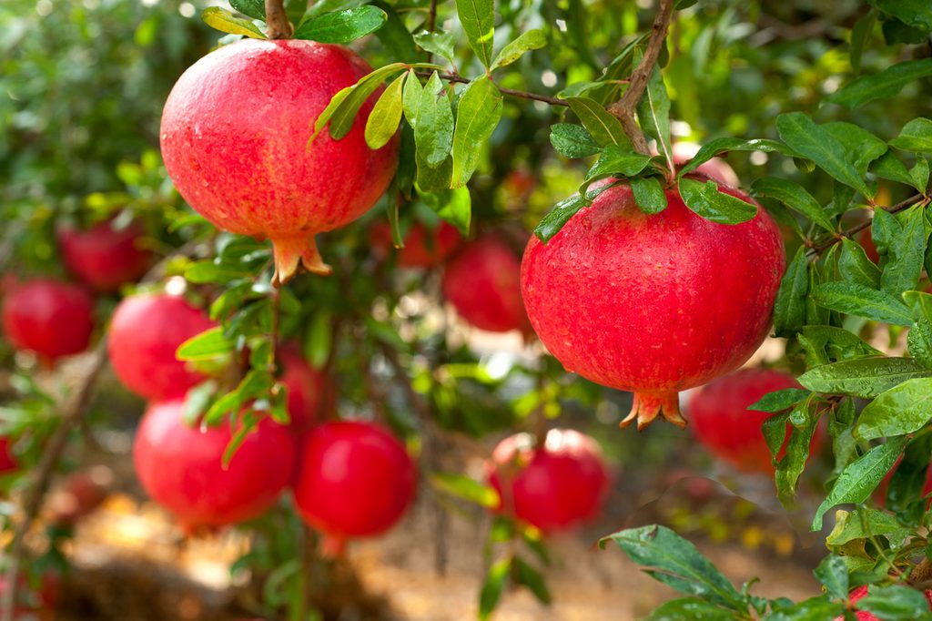 Close-up of fruit on a pomegranate tree