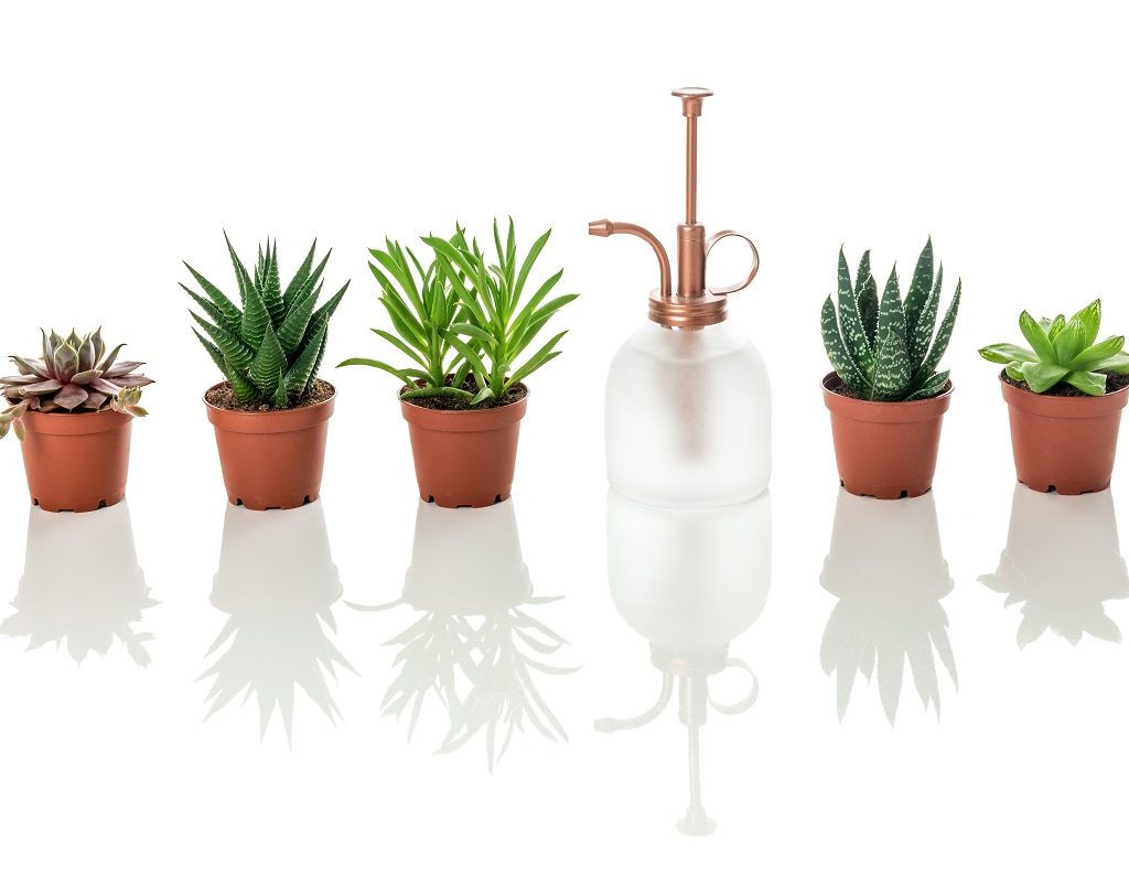 A glass plant mister with plants