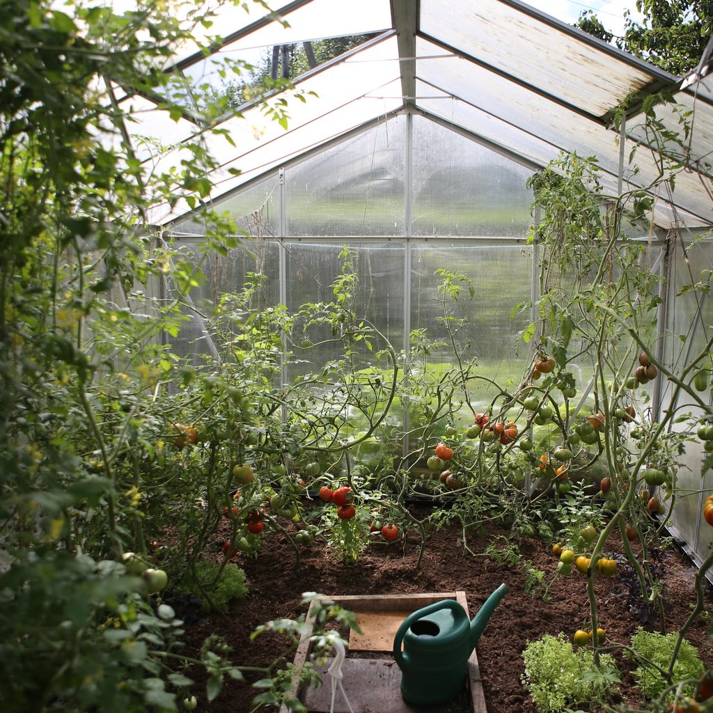 Plants growing in a greenhouse