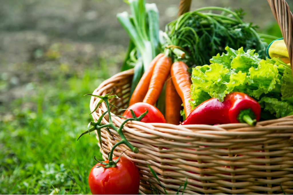 A basket of freshly harvested vegetables
