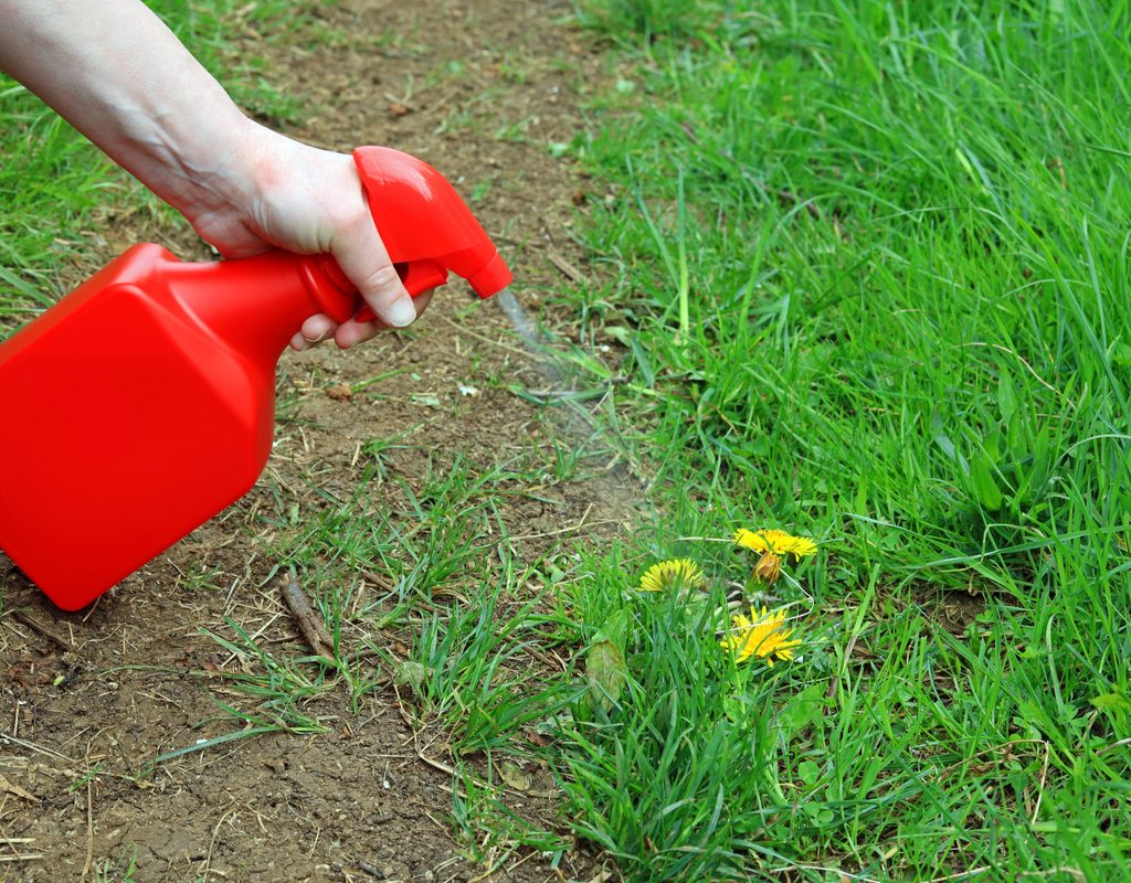 Spraying herbicide out of a bottle