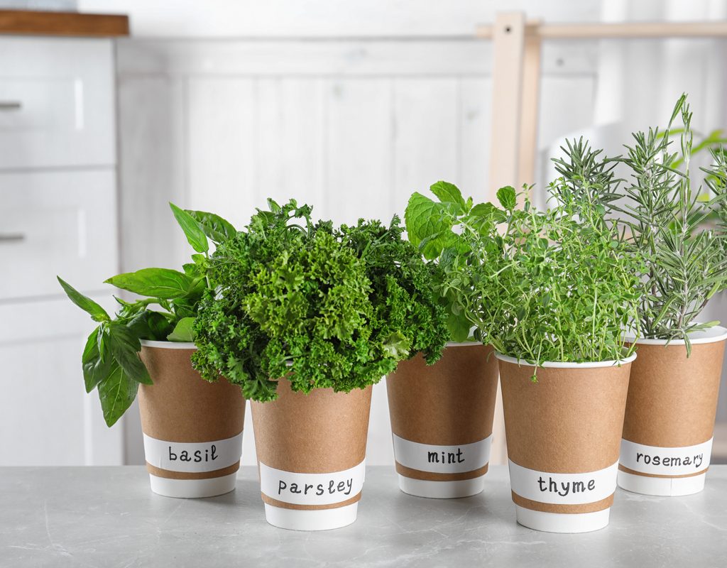 A small kitchen herb garden
