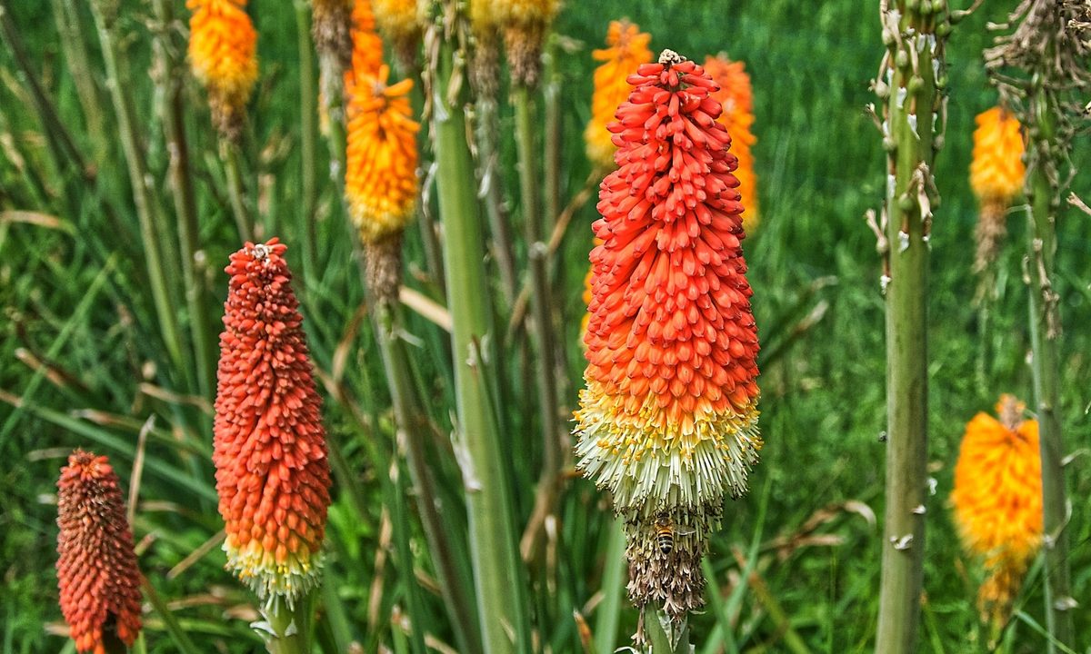 Kniphofia torch lilies in a field