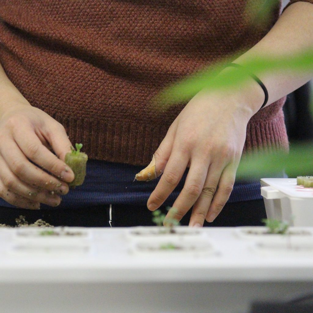 dutch bucket hydroponics