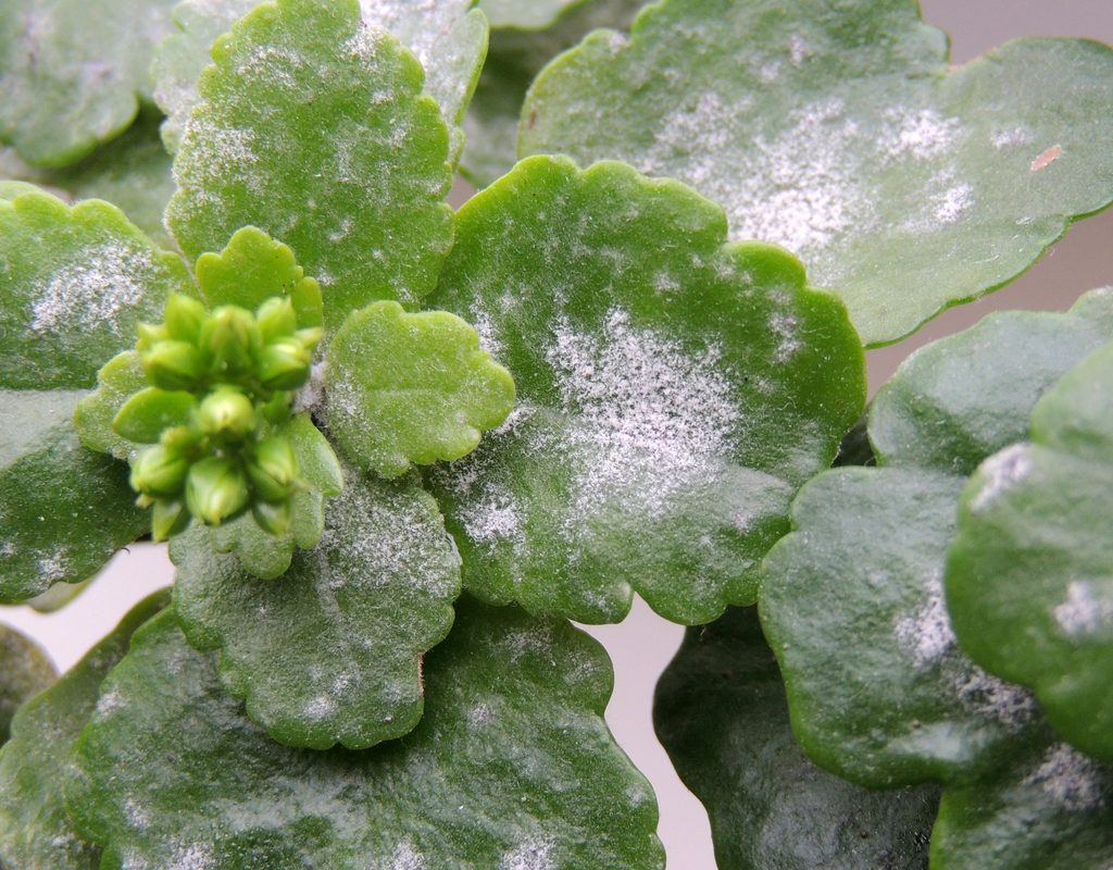 Mold on leaves of a plant