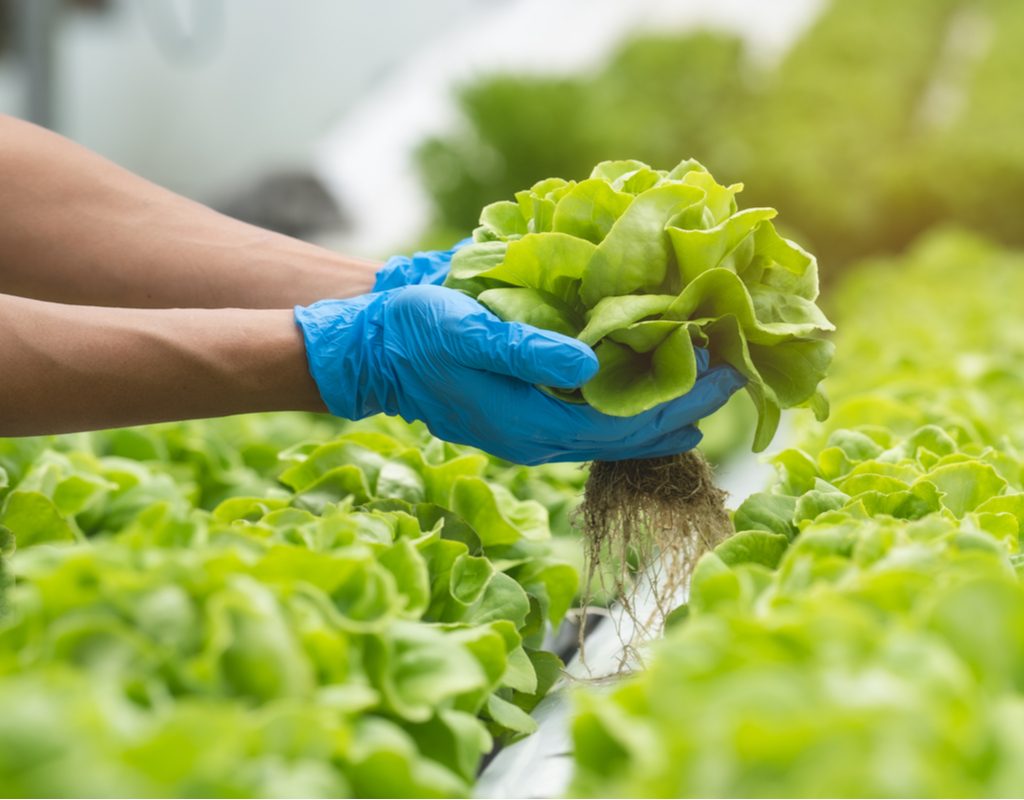 Lettuce growing a greenhouse