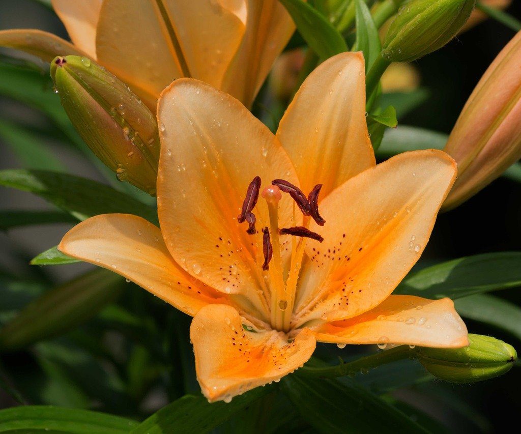 Daylilies for rain garden