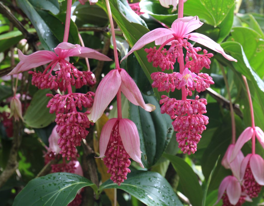 Pink medinilla blooms