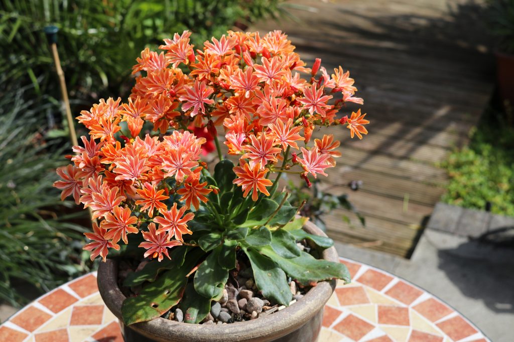 Potted lewisia plant with orange flowers