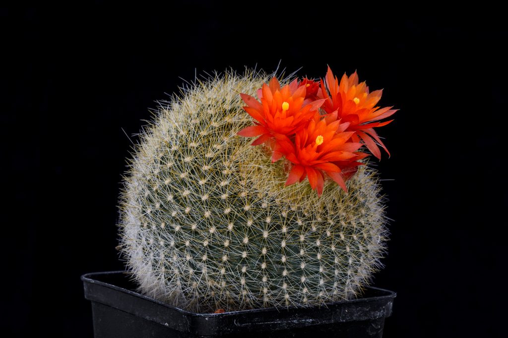 A small round cactus with orange flowers