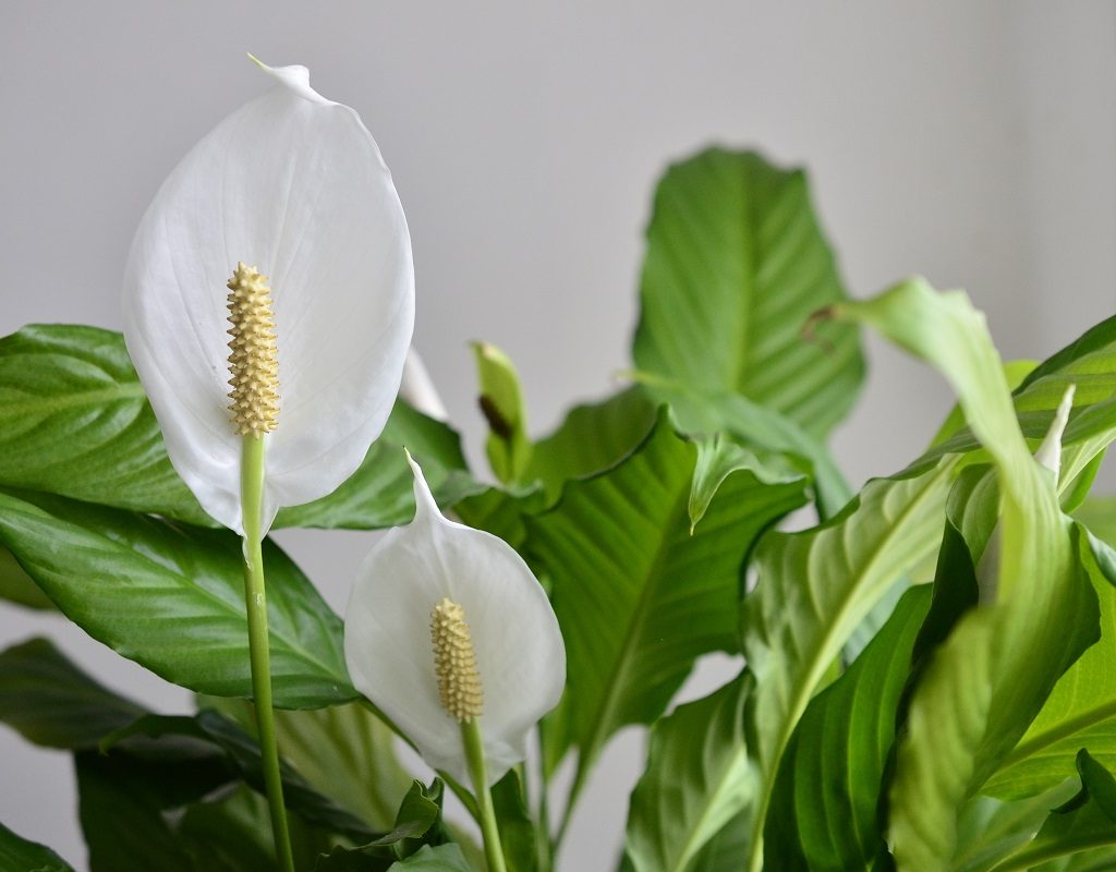Peace lily blooms