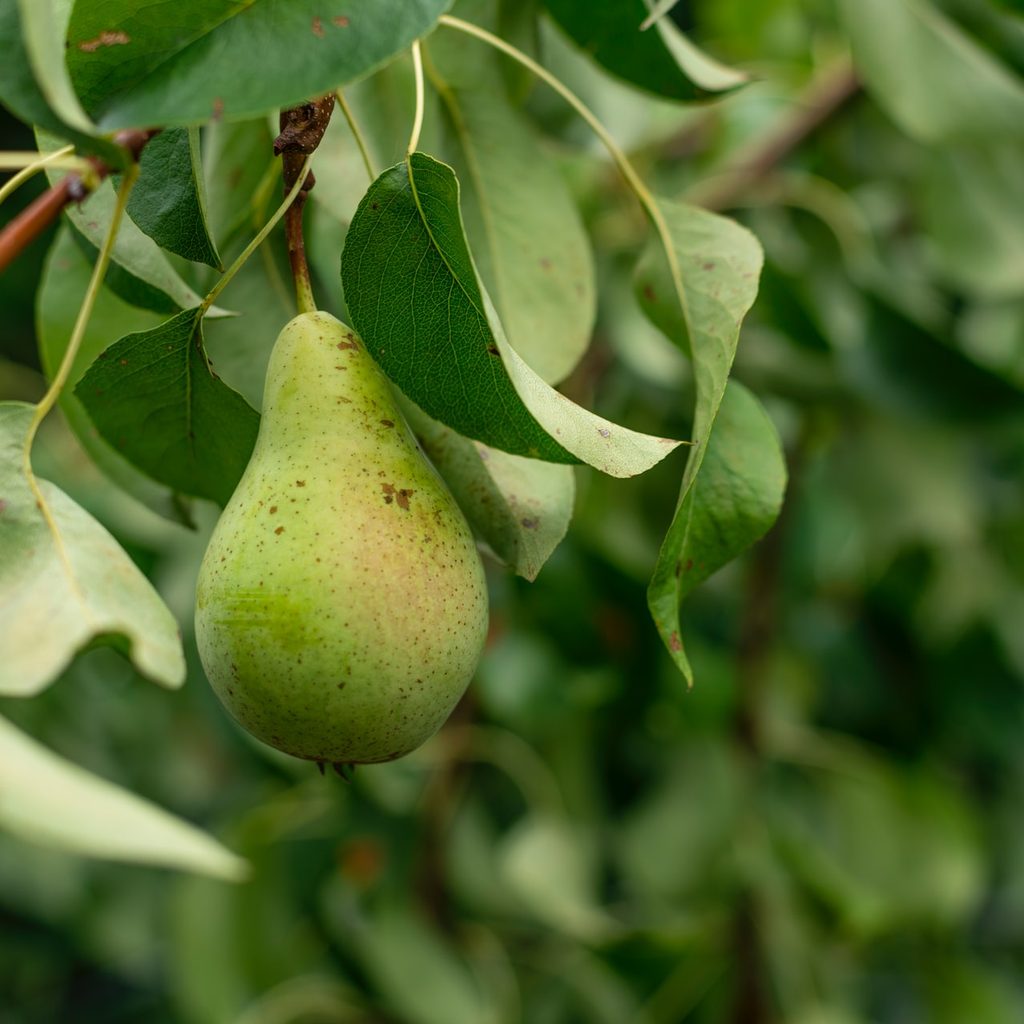 Pear on tree branch
