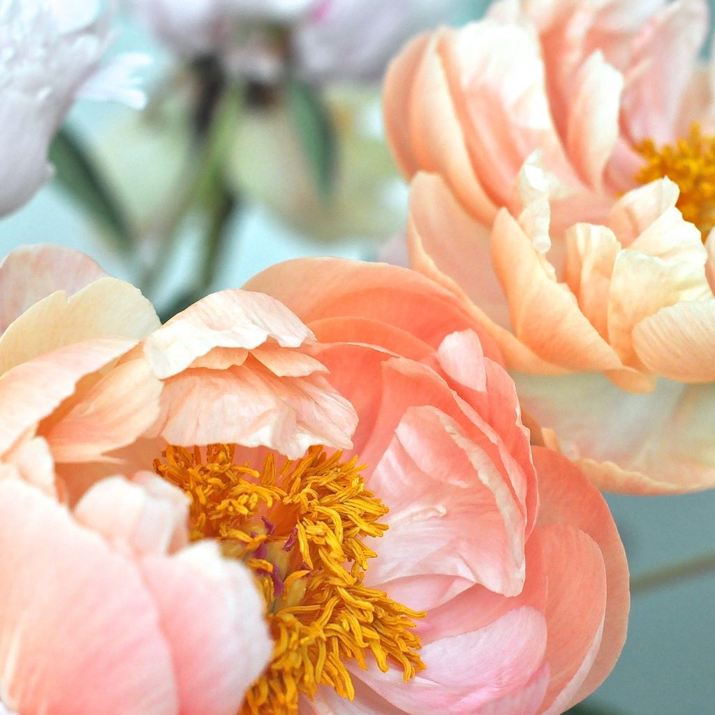 Peony flowers