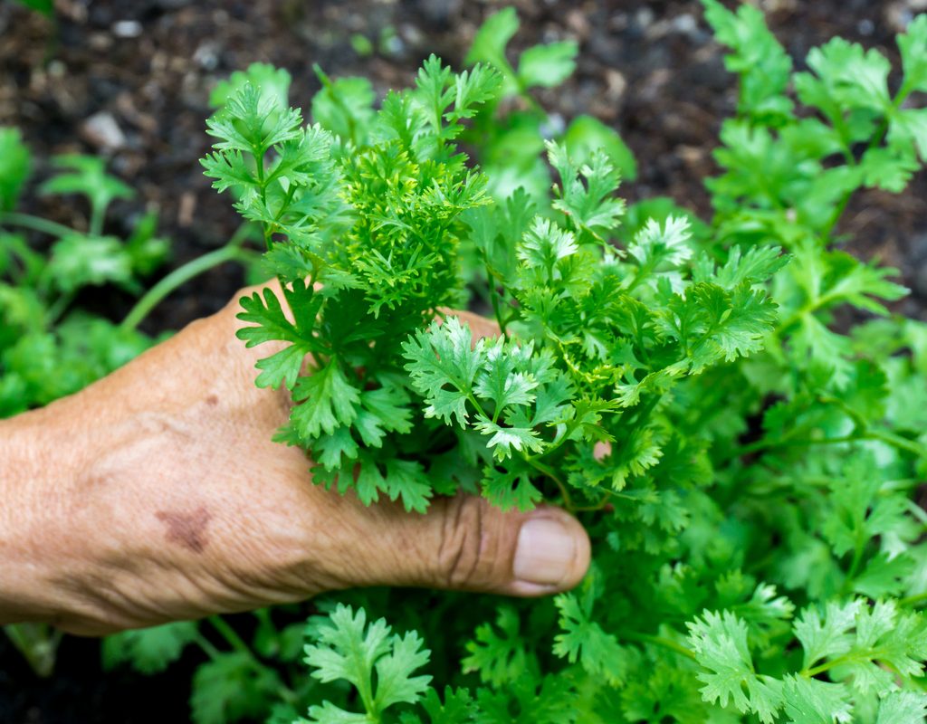 A person holding an herb plant