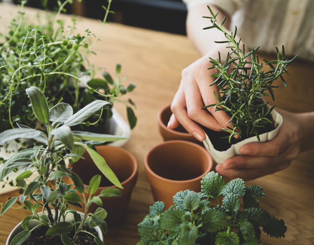Person potting herbs