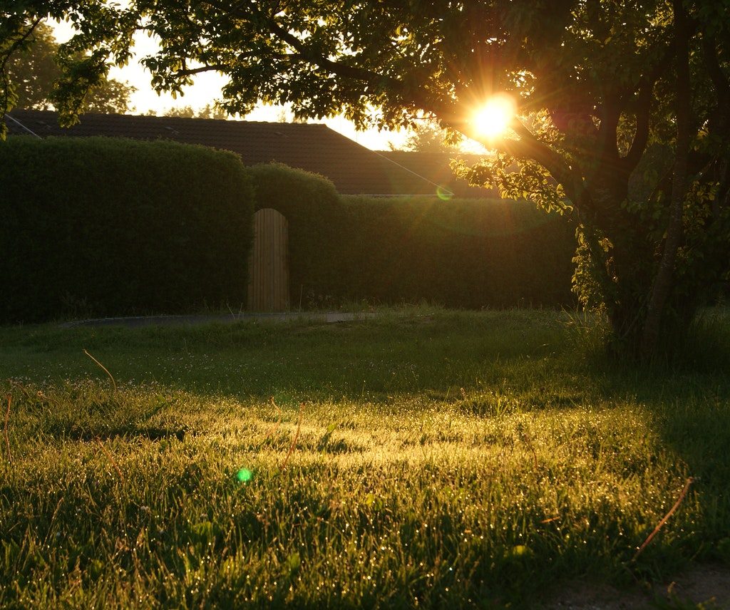 backyard rain garden